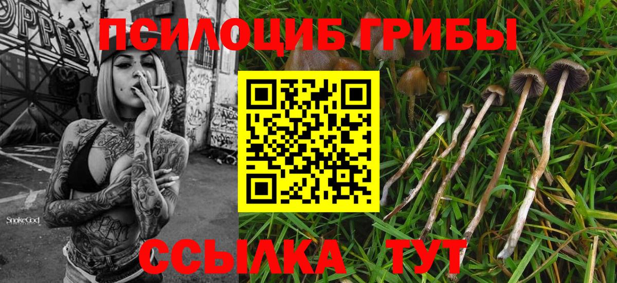 Галлюциногенные грибы Psilocybe Аксай