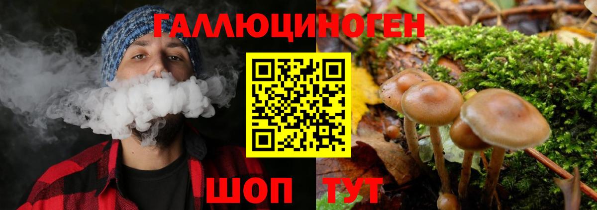 Галлюциногенные грибы Psilocybe Аксай